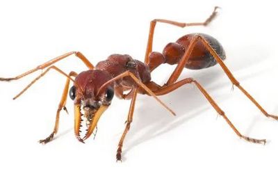 Уничтожение муравьев Дзержинский